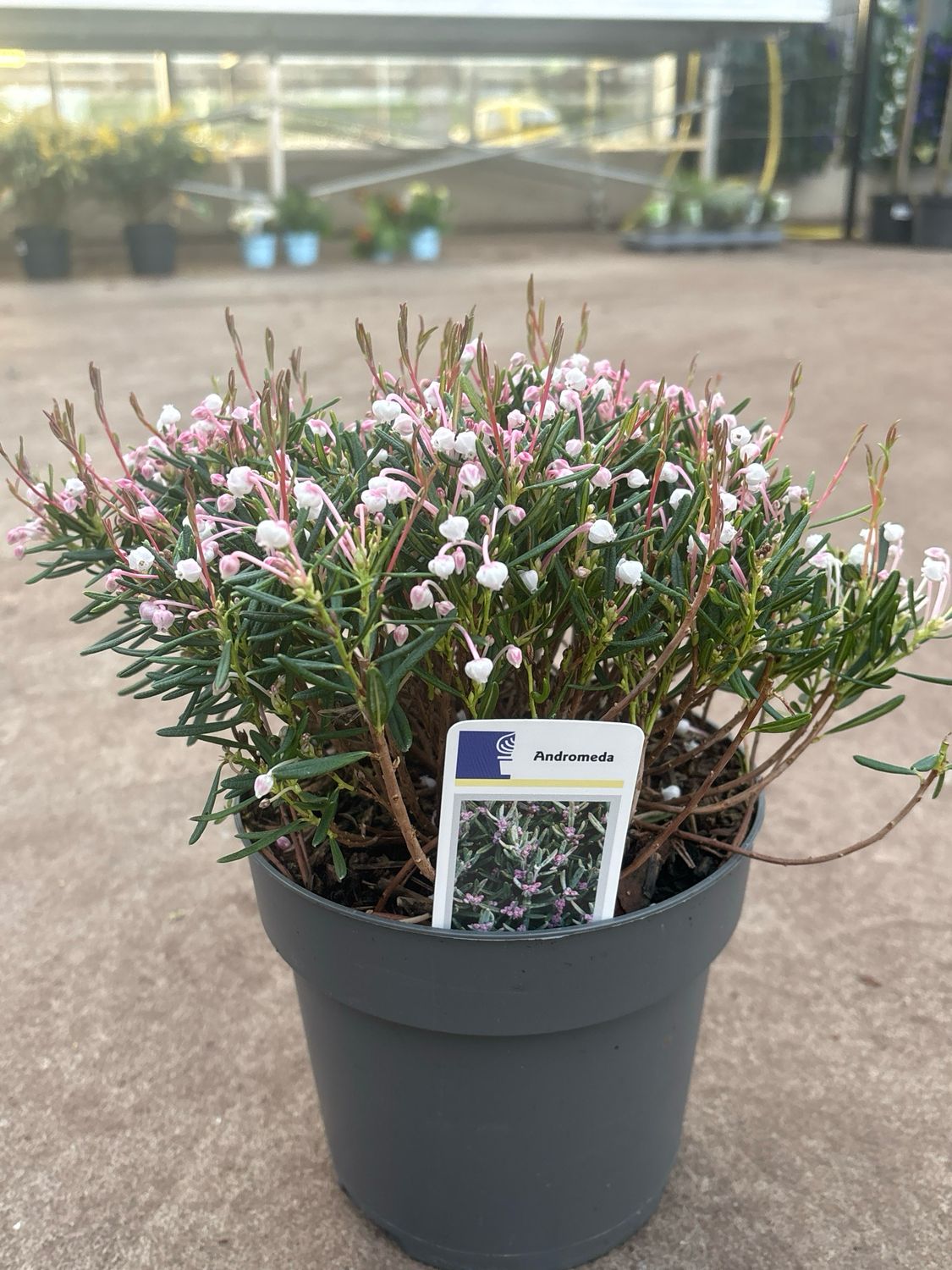 Andromeda (Lavendelheide) OP=OP Andromeda (Lavendelheide) OP=OP