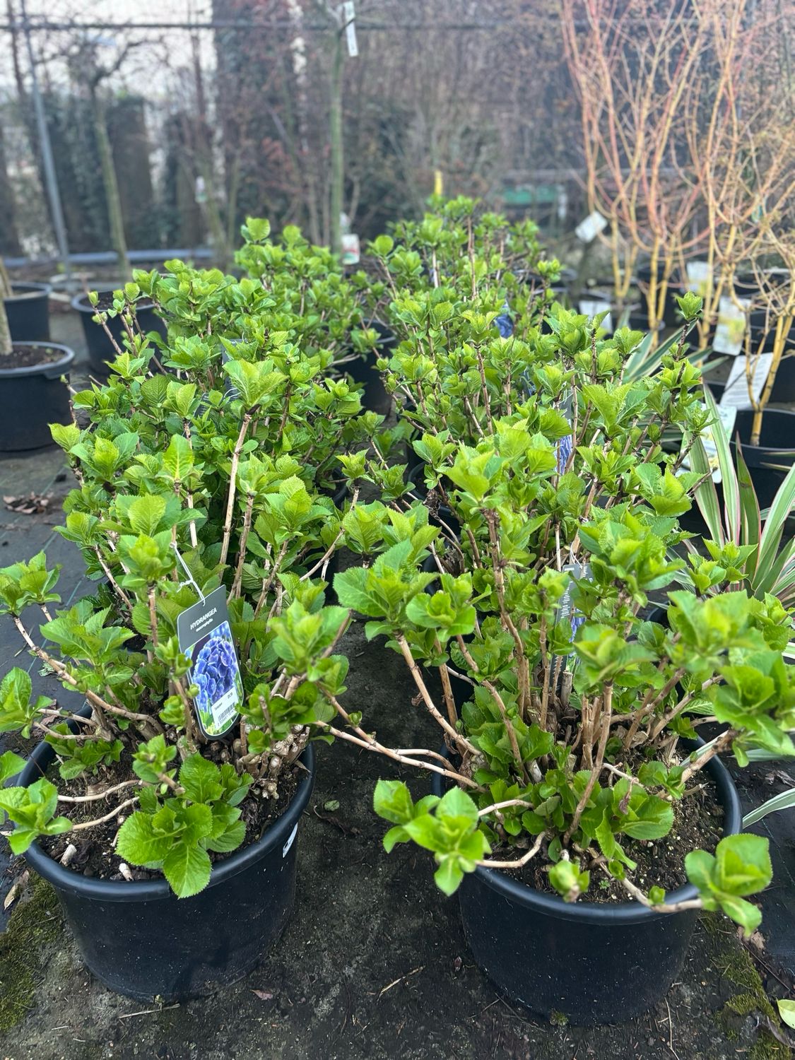 Hortensia blauw  (Hydrangea) OP=OP