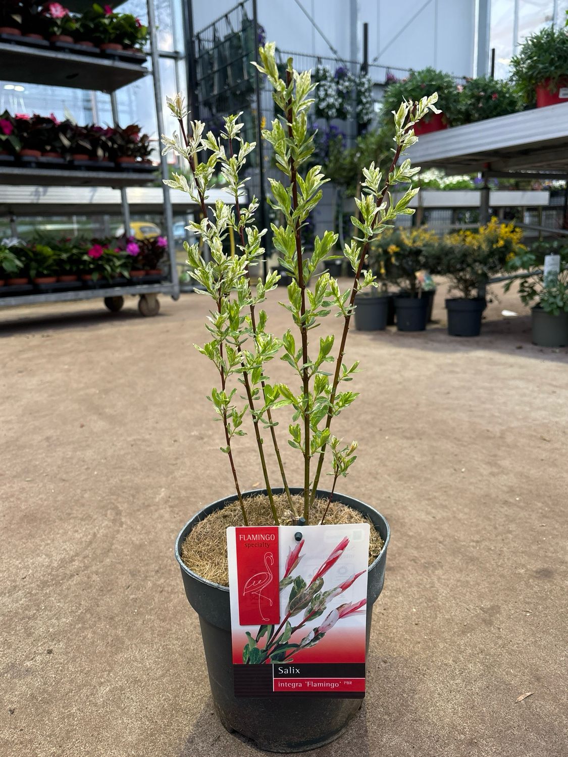 Salix integra 'Flamingo’ (Wilg) OP=OP