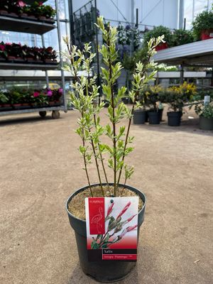 Salix integra 'Flamingo’ (Wilg) OP=OP