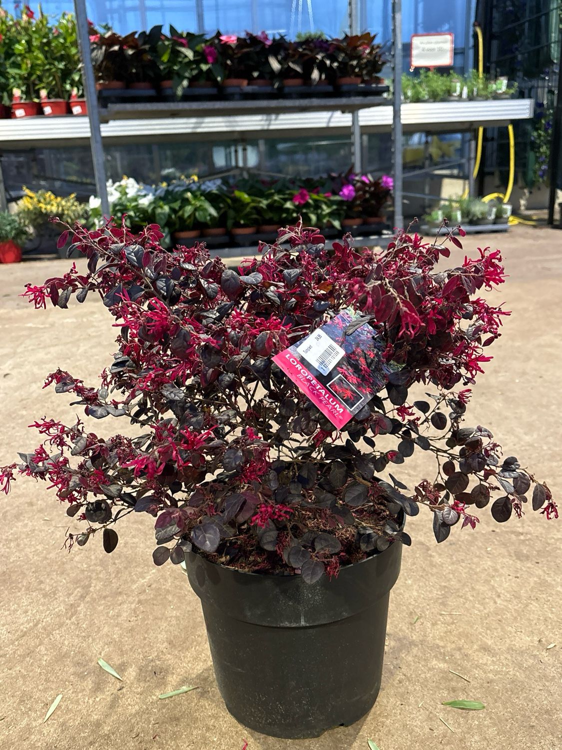 Loropetalum chin. 'Black Pearl' (franjeboompje) OP=OP