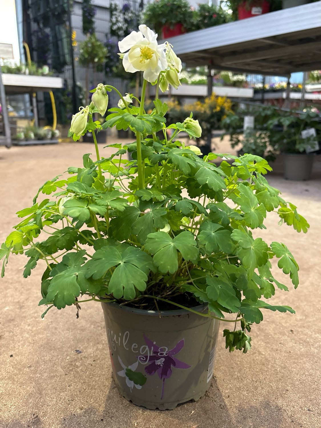 Aquilegia (Akelei wit  ) OP=OP