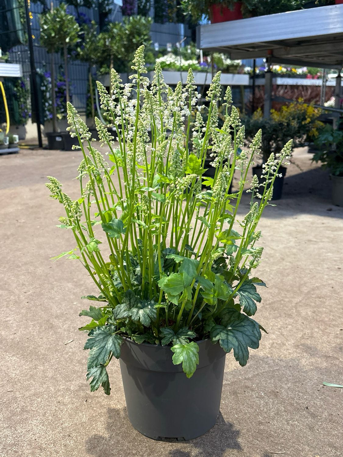 heucherella Diamond Revolution (Schuimbloem) OP=OP