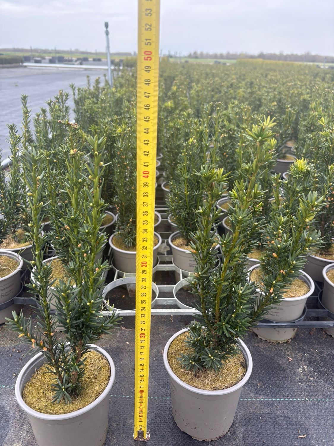 Taxus media 'Hillii' (Venijnboom) OP=OP Taxus media 'Hillii' (Venijnboom) OP=OP