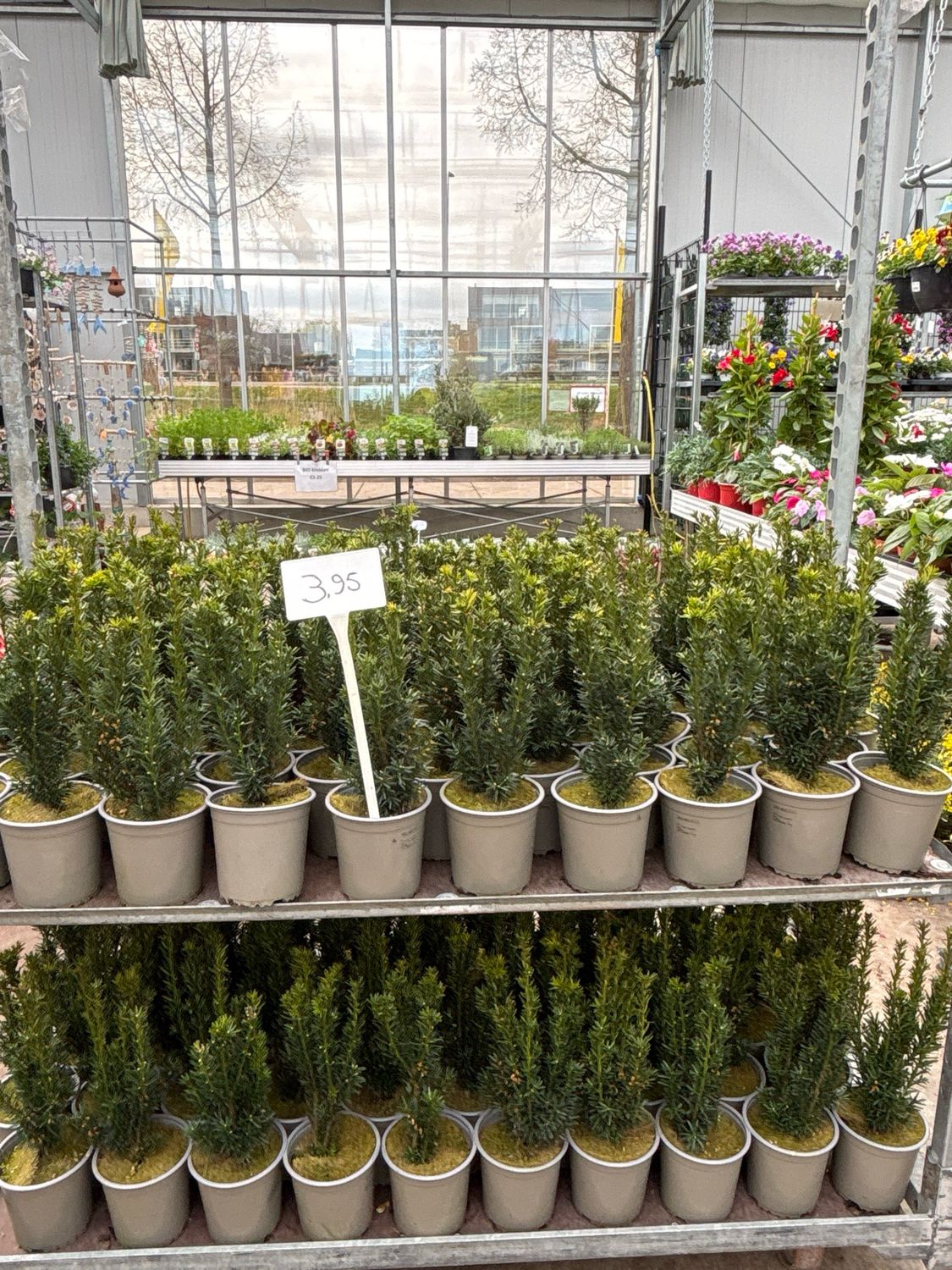 Taxus media 'Hillii' (Venijnboom compact en zonder bes OP=OP