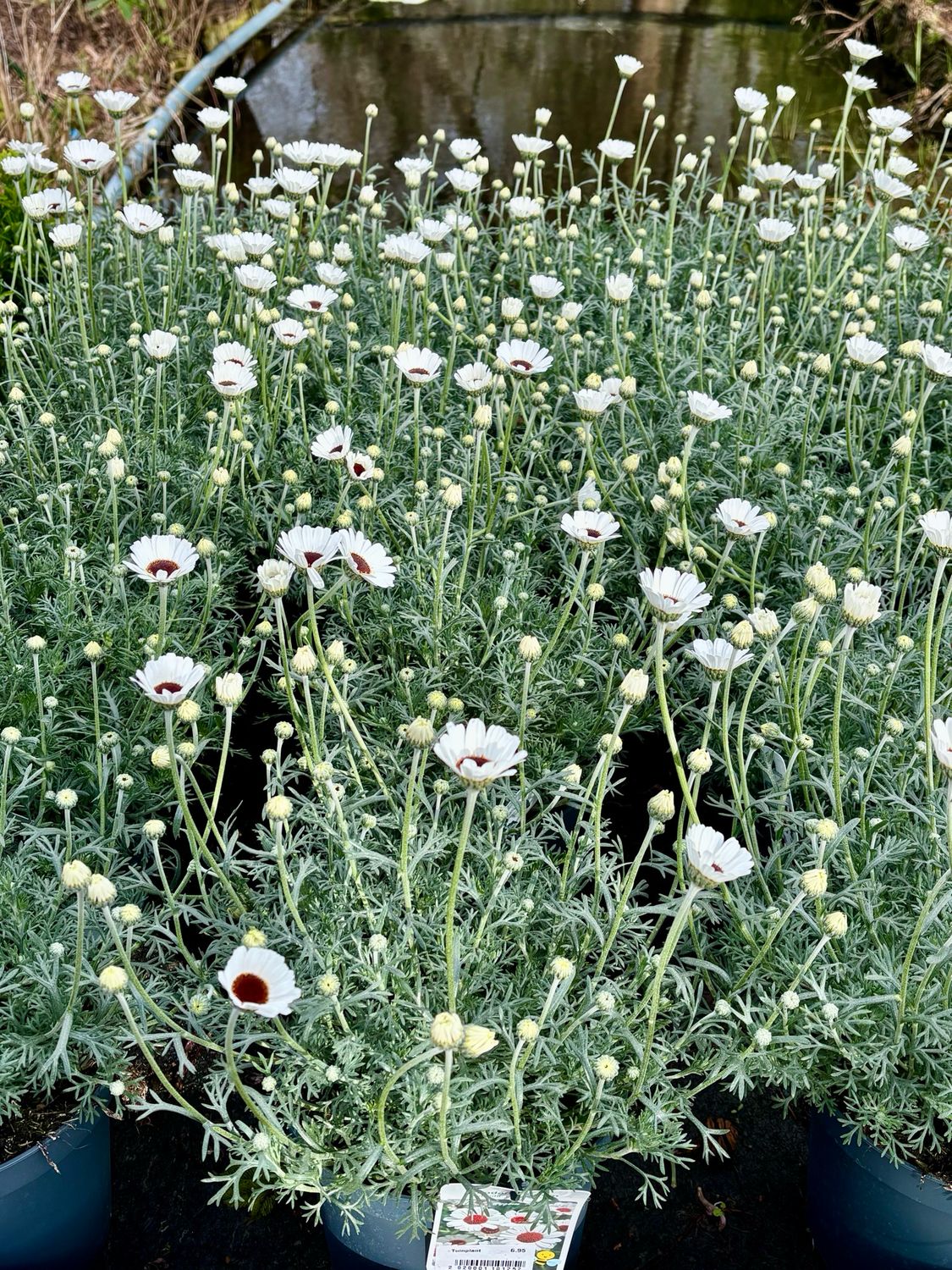 Rhodanthemum 'Casablanca' (Marokkaanse margriet) OP=OP Rhodanthemum 'Casablanca' (Marokkaanse margriet) OP=OP