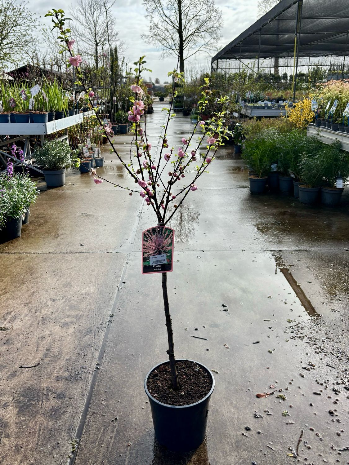 Prunus ‘Triloba’ (Sieramandelboompje) OP=OP