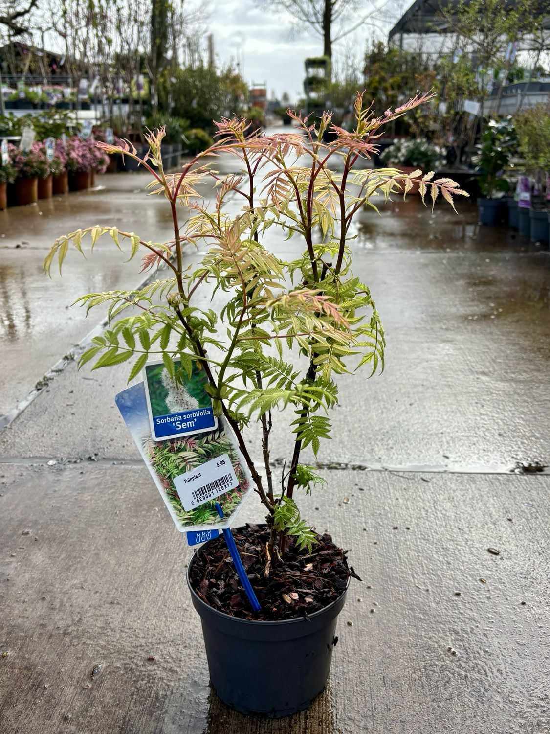 Sorbaria sorbifolia 'Sem' (Lijsterbesspirea) OP=OP Sorbaria sorbifolia 'Sem' (Lijsterbesspirea) OP=OP