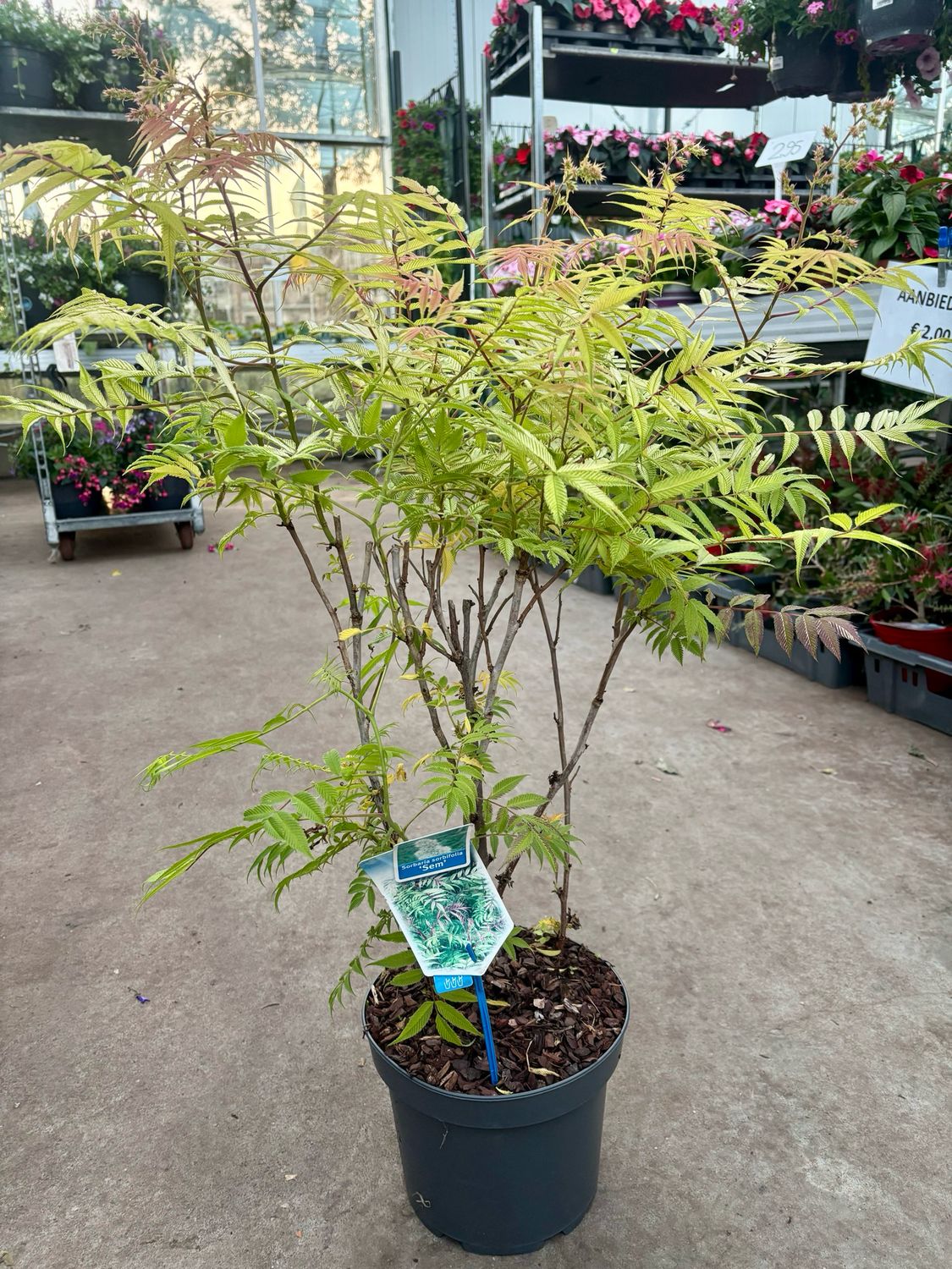Sorbaria sorbifolia 'Sem' (Lijsterbesspirea) OP=OP Sorbaria sorbifolia 'Sem' (Lijsterbesspirea) OP=OP