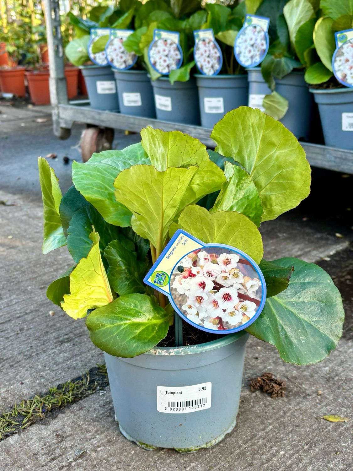 Bergenia cordifolia ‘Jelle’ (Schoenlappersplant wit) OP=OP