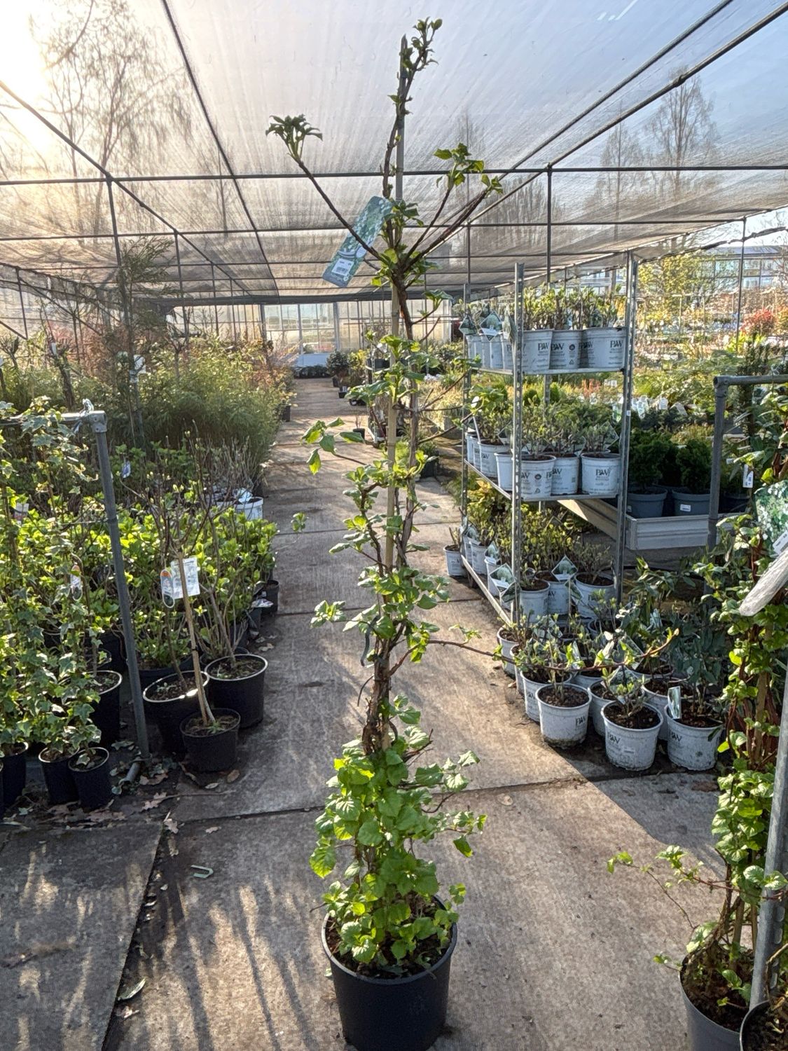 Hydrangea petiolaris (Klimhortensia) OP=OP Hydrangea petiolaris (Klimhortensia) OP=OP