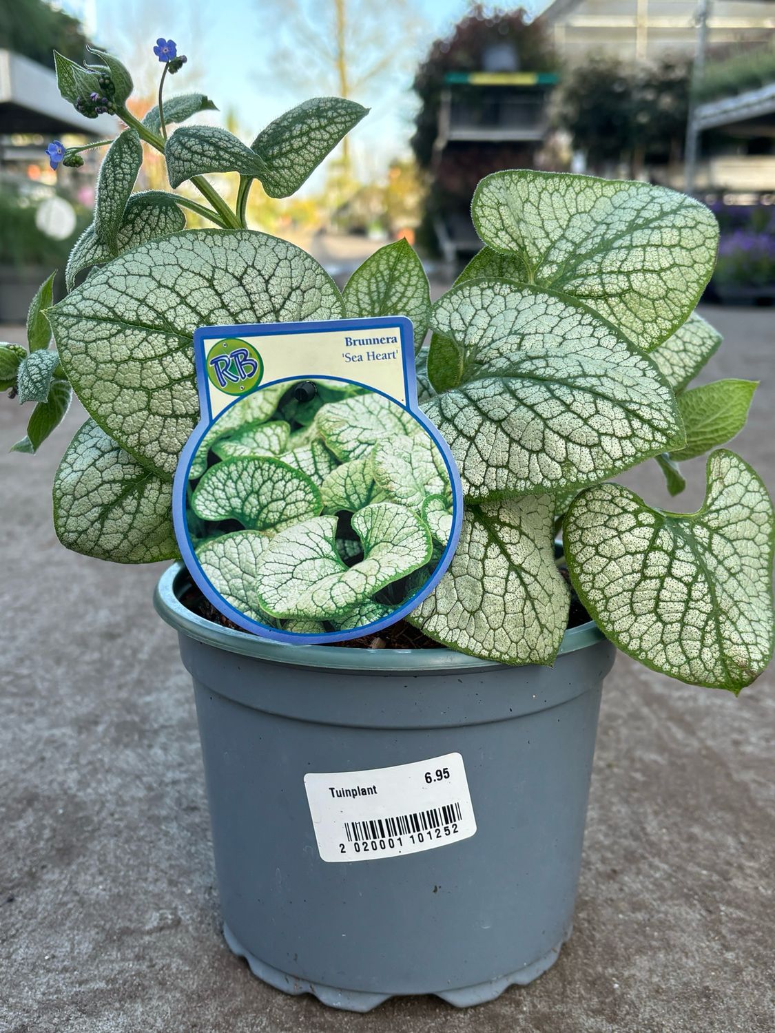 Brunnera macrophylla 'Sea Heart’ (Kaukasisch vergeet-mij-nietje) OP=OP
