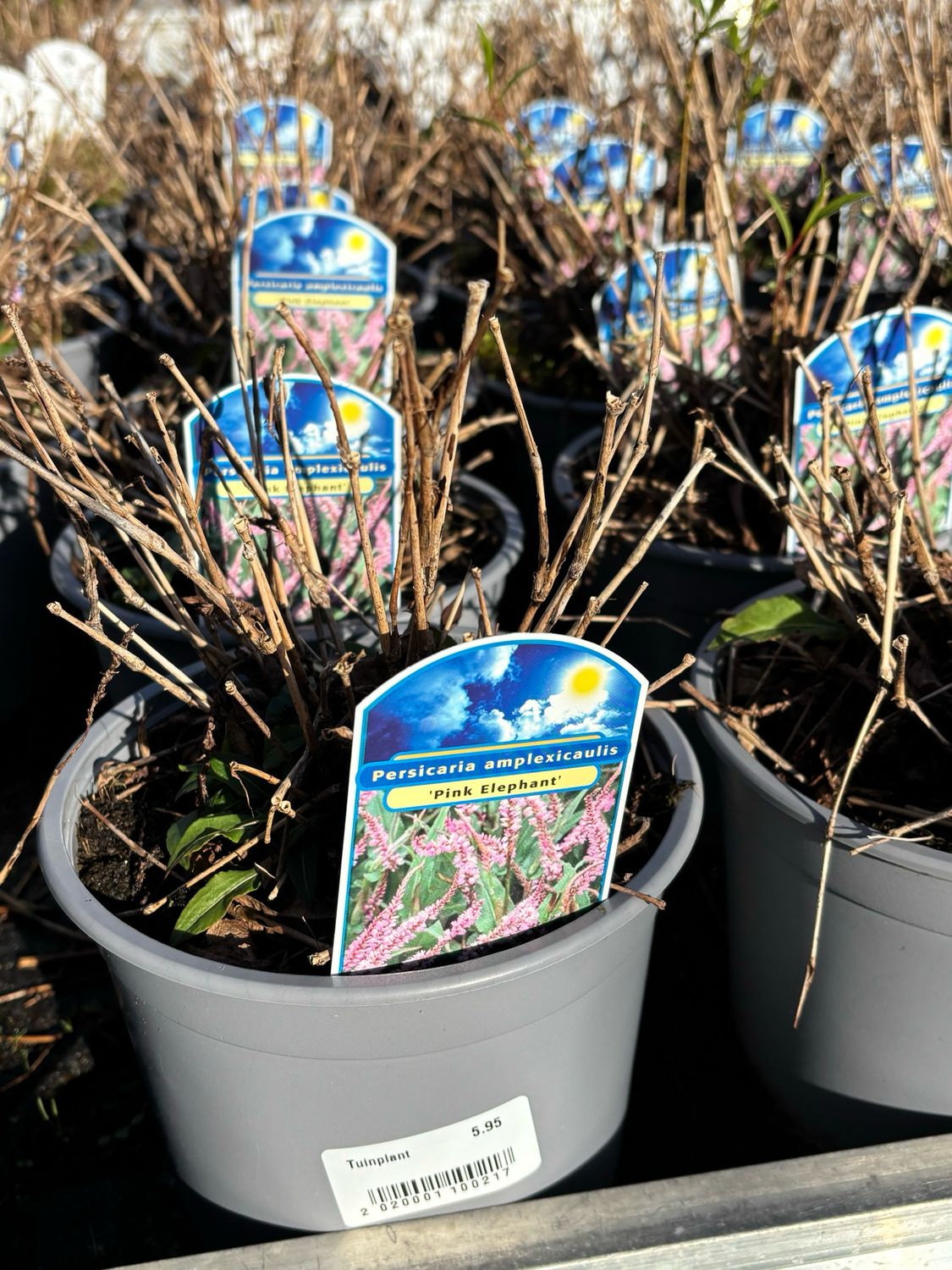 Persicaria ‘Pink Elephant’ (Duizendknoop) OP=OP