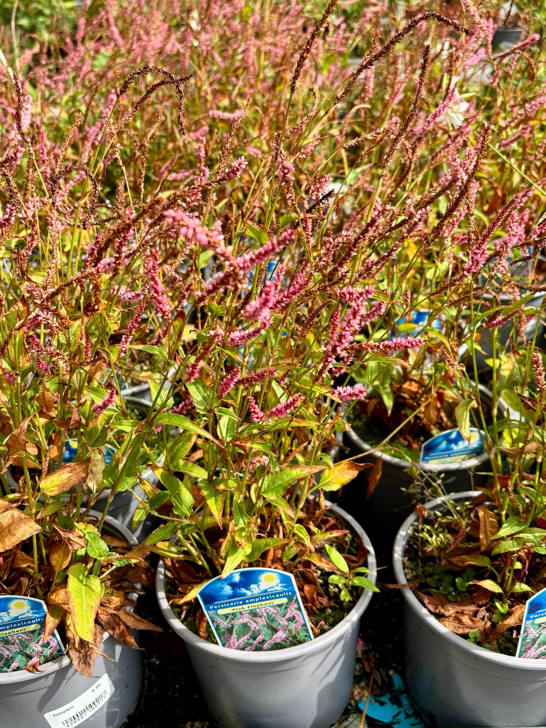 Persicaria ‘Pink Elephant’ (Duizendknoop) OP=OP Persicaria ‘Pink Elephant’ (Duizendknoop) OP=OP