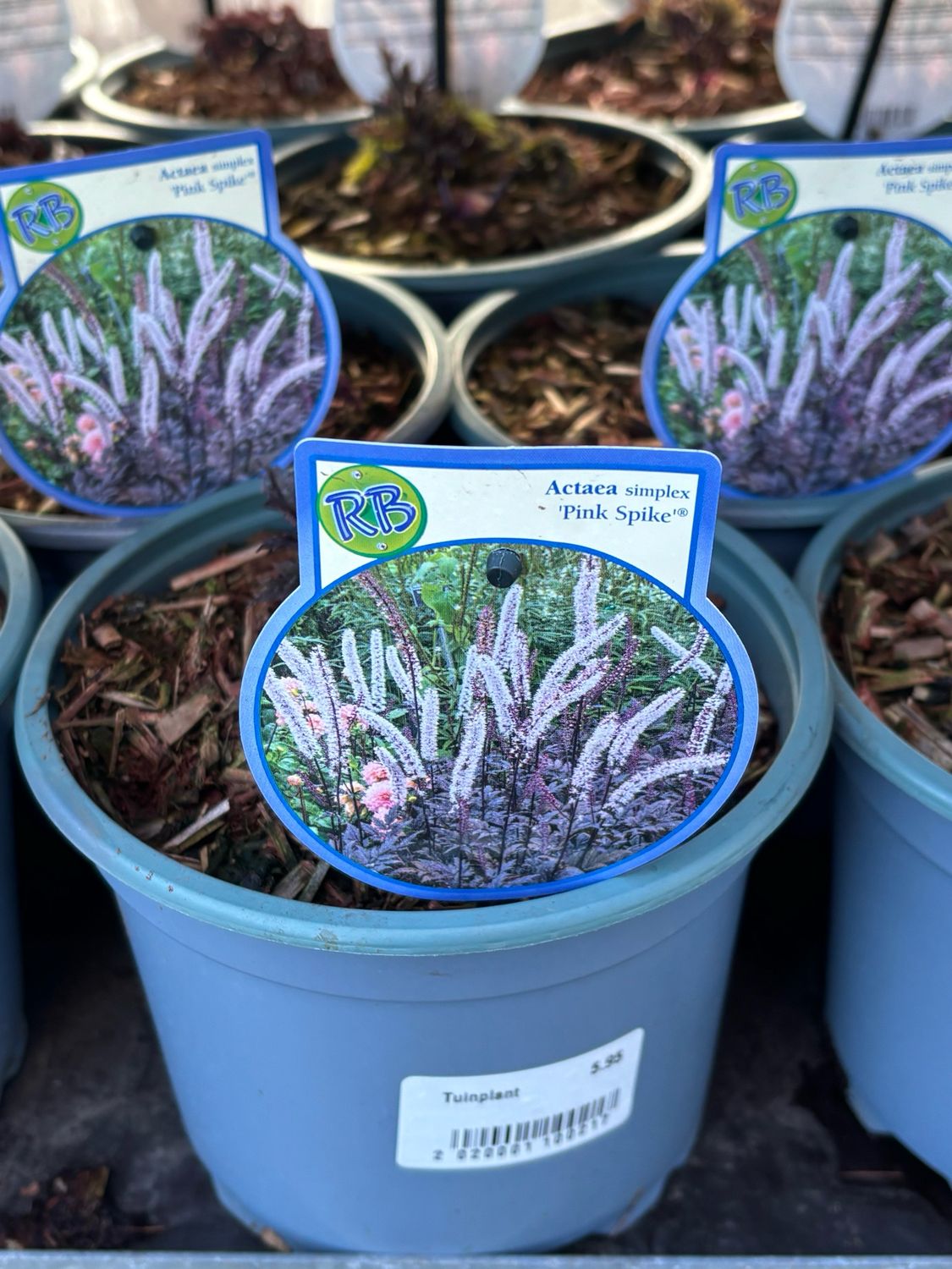 Actaea Pink Spike (Zilverkaars) OP=OP