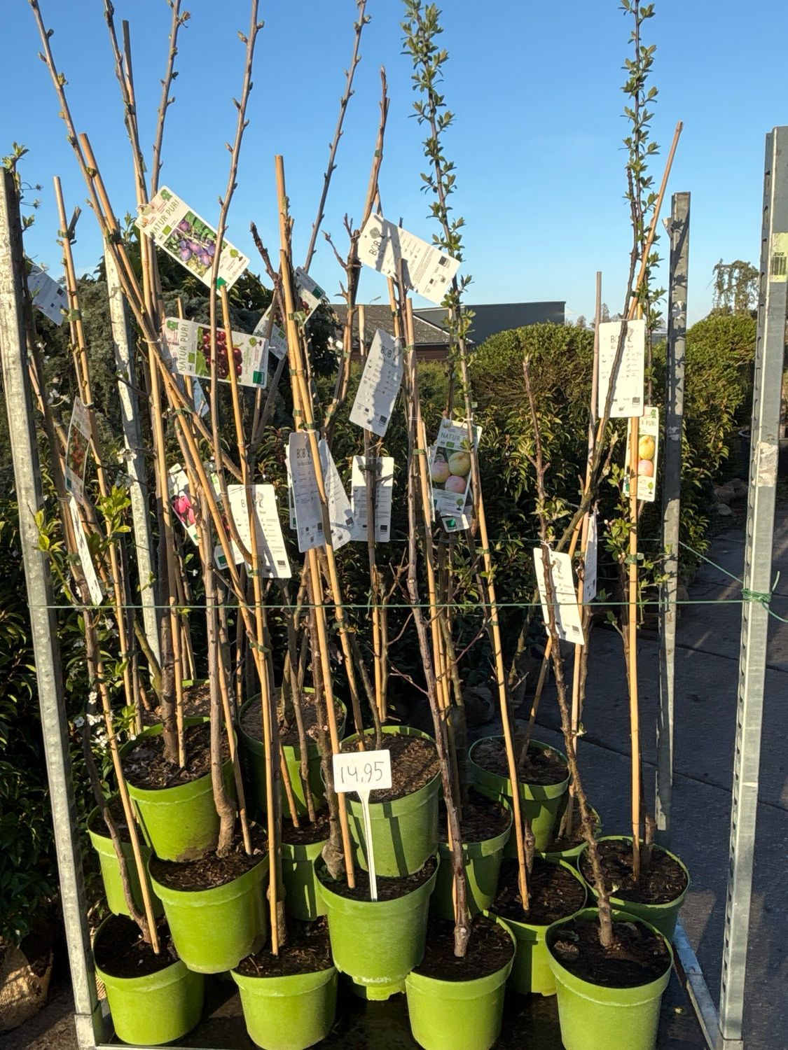 Fruitbomen zuilvorm (zuil fruitboom)OP=OP