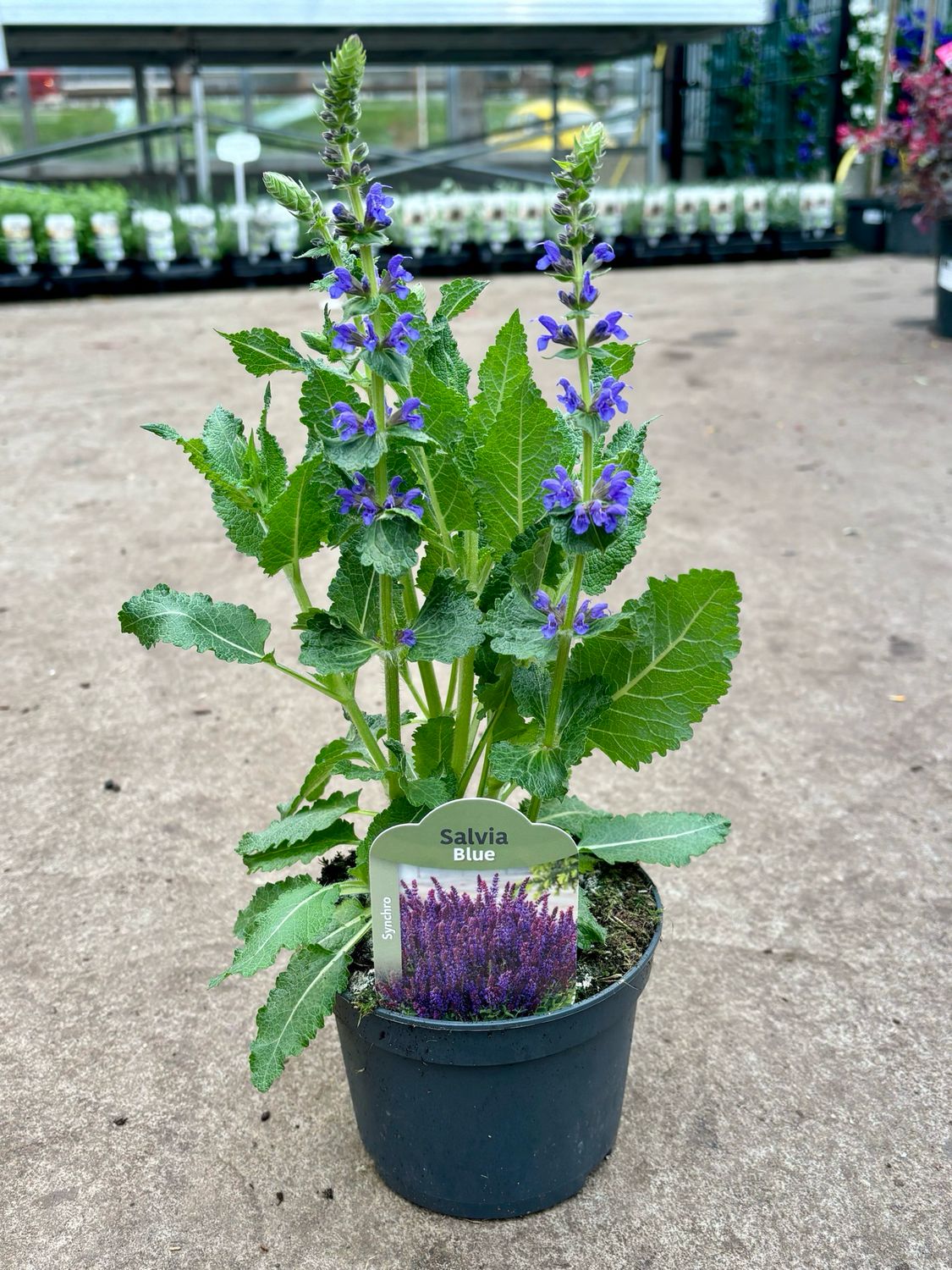 Salvia Blue (Salie 4 voor €10 OP=OP