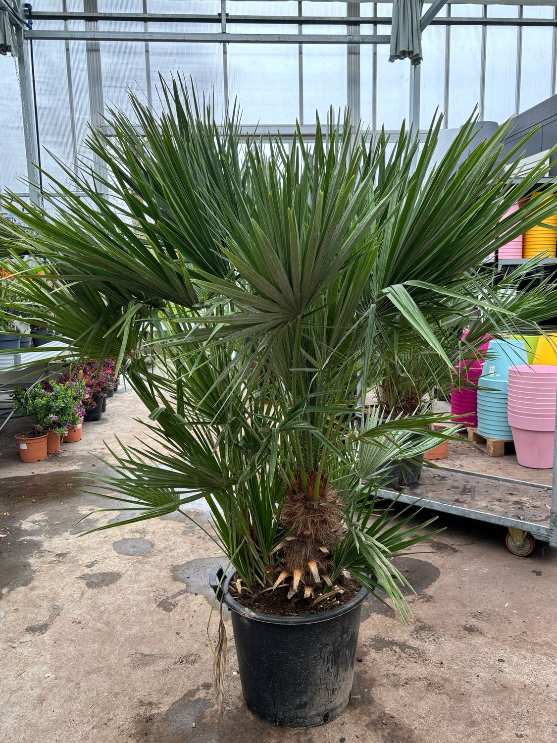 Trachycarpus fortunei meerstammig (Palmboom) OP=OP