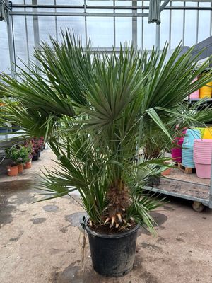 Trachycarpus fortunei meerstammig (Palmboom) OP=OP