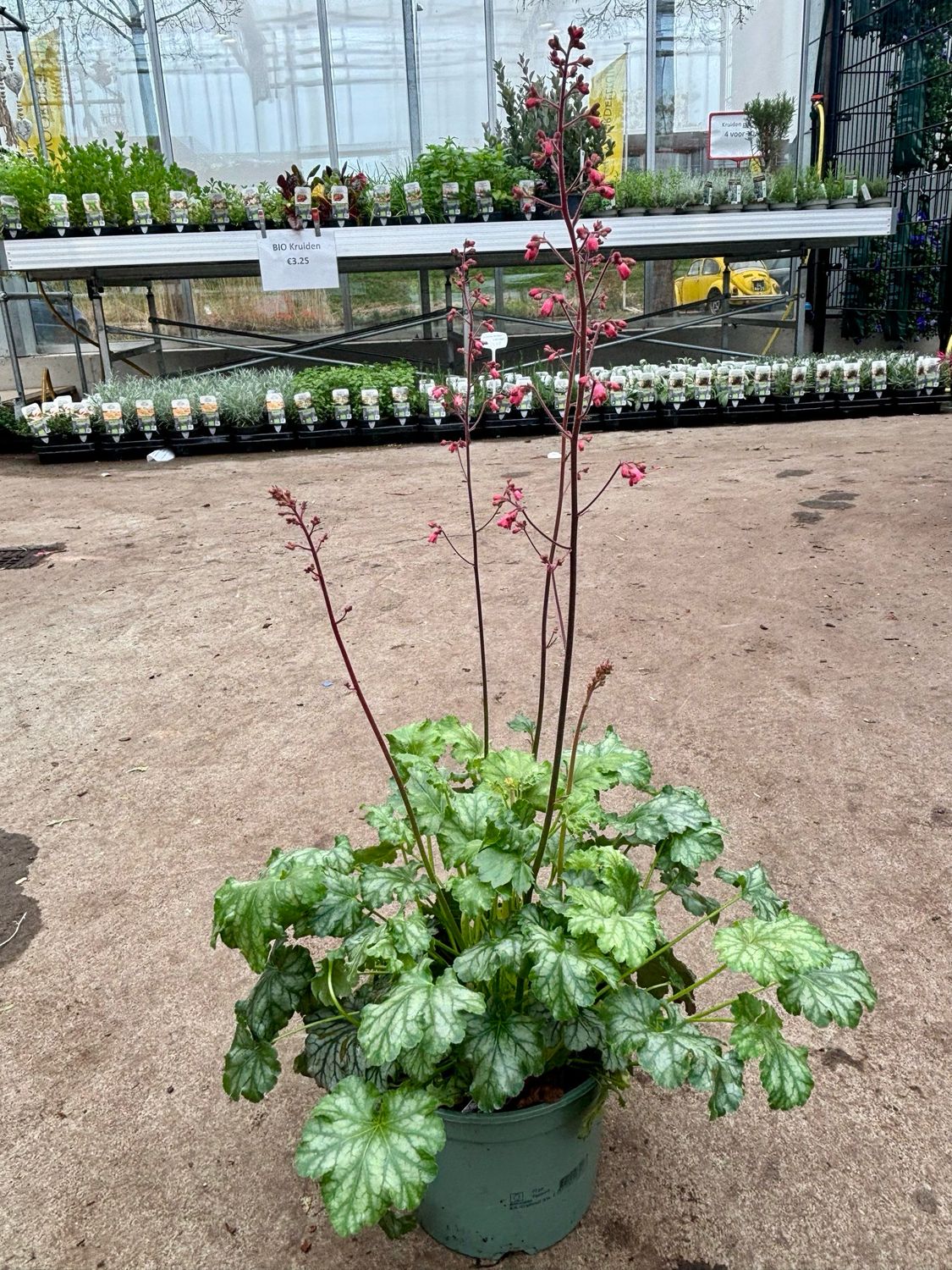 Heuchera (Purperklokje) OP=OP