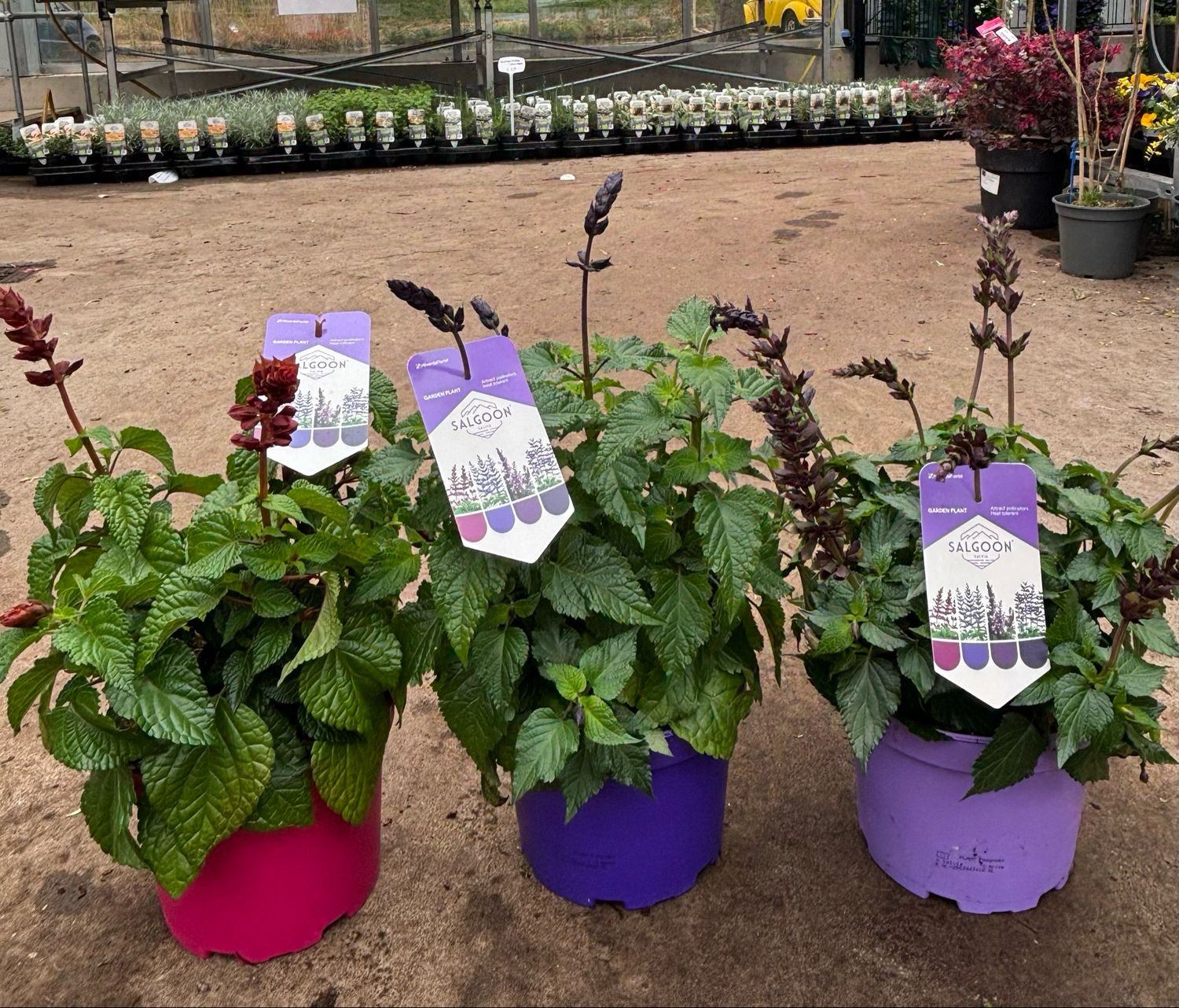 Salvia Salgoon 3 soorten (Salie) OP=OP