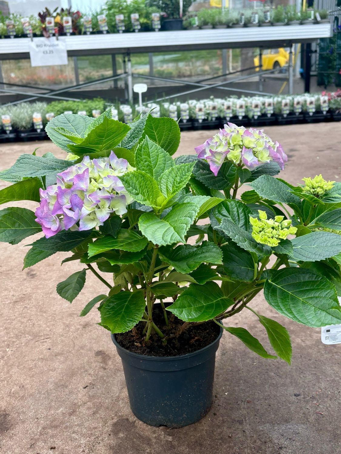 Hortensia blauw  (Hydrangea) OP=OP