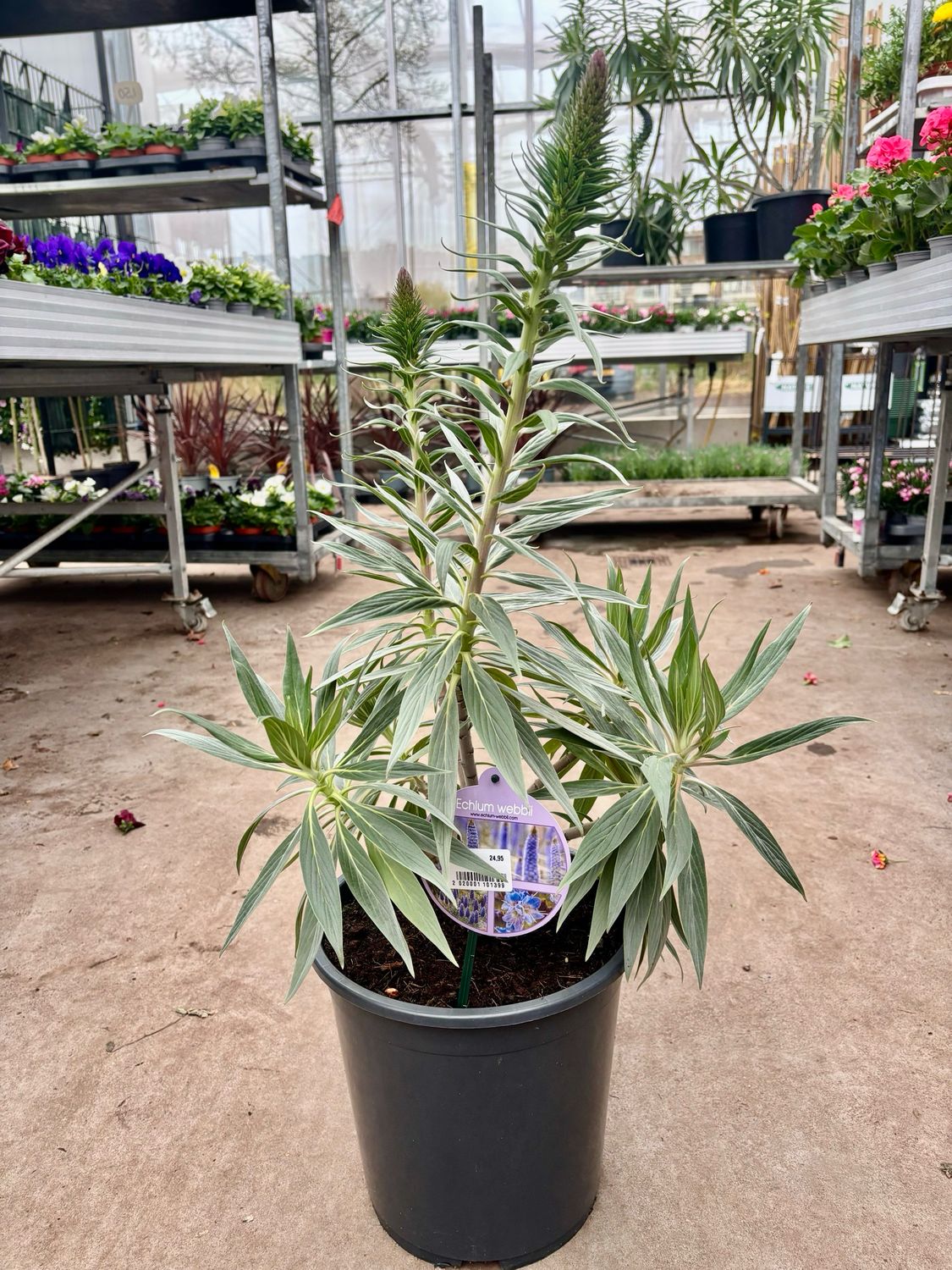 Echium webbii (Tower of Jewels) OP=OP