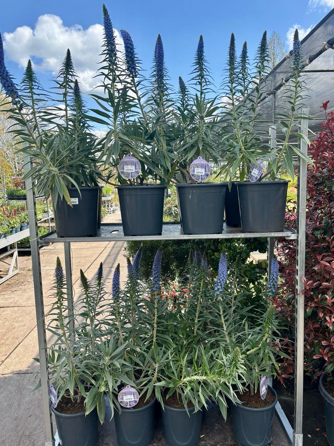 Echium webbii (Tower of Jewels) OP=OP