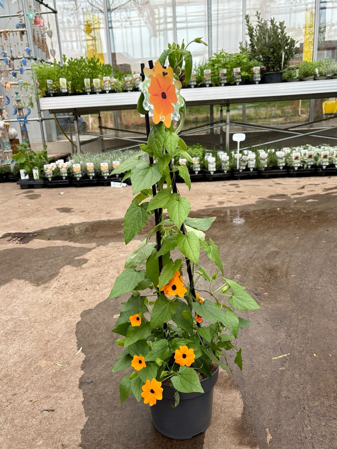 Thunbergia Oranje (Suzanne met de mooie ogen) OP=OP