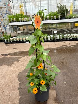 Thunbergia Oranje (Suzanne met de mooie ogen) OP=OP