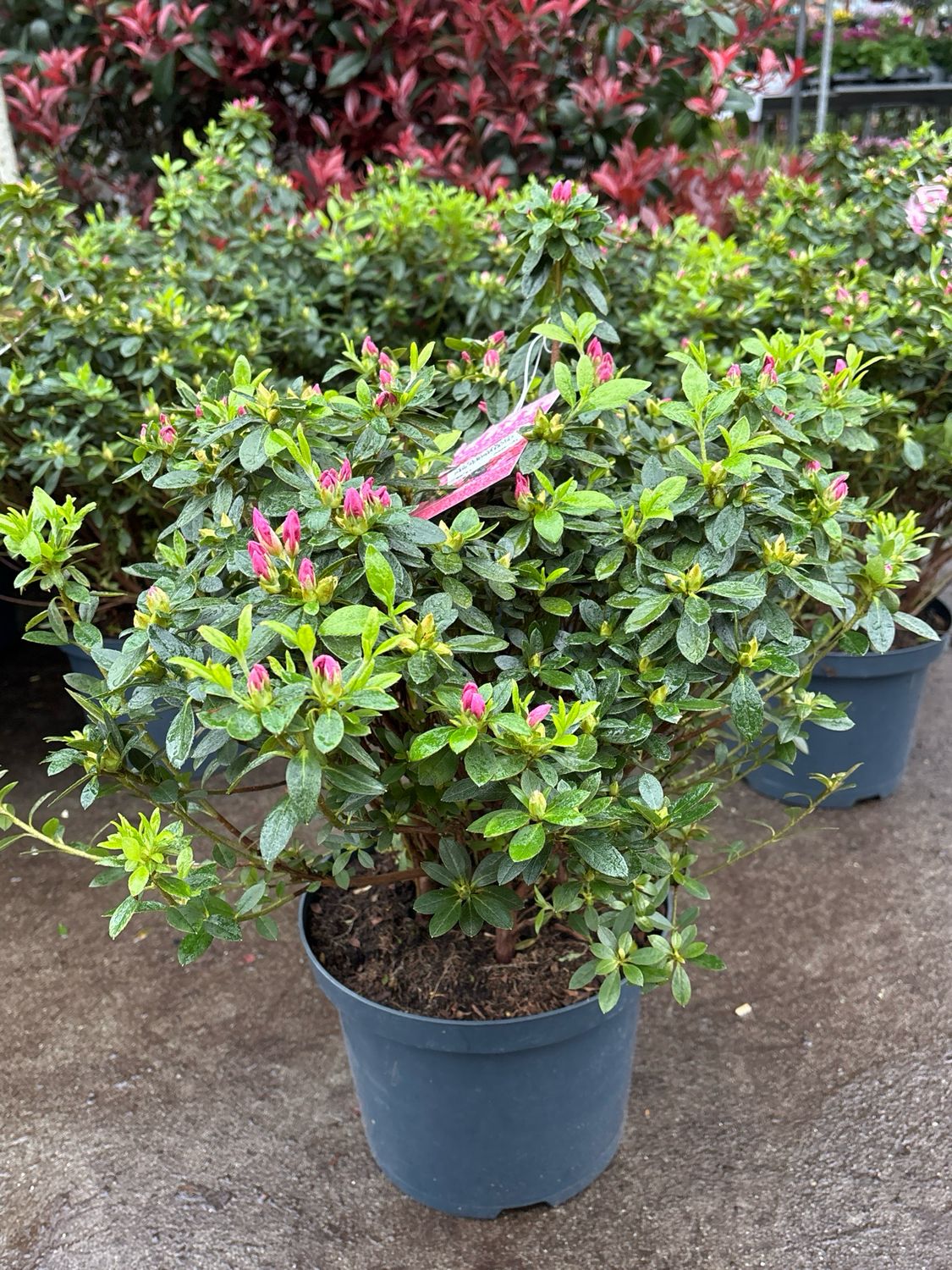 Azalea japonica (Japanse azalea) roze OP=OP