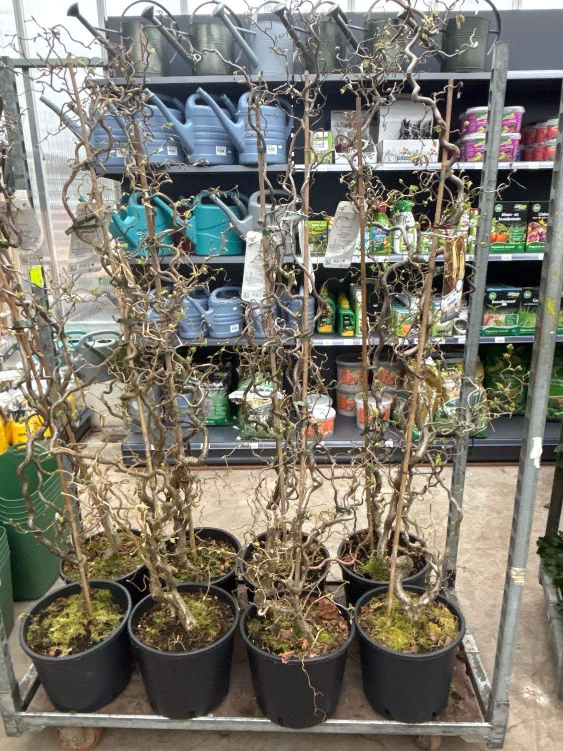 Corylus avellana ‘Contorta’ (Paastakken) OP=OP