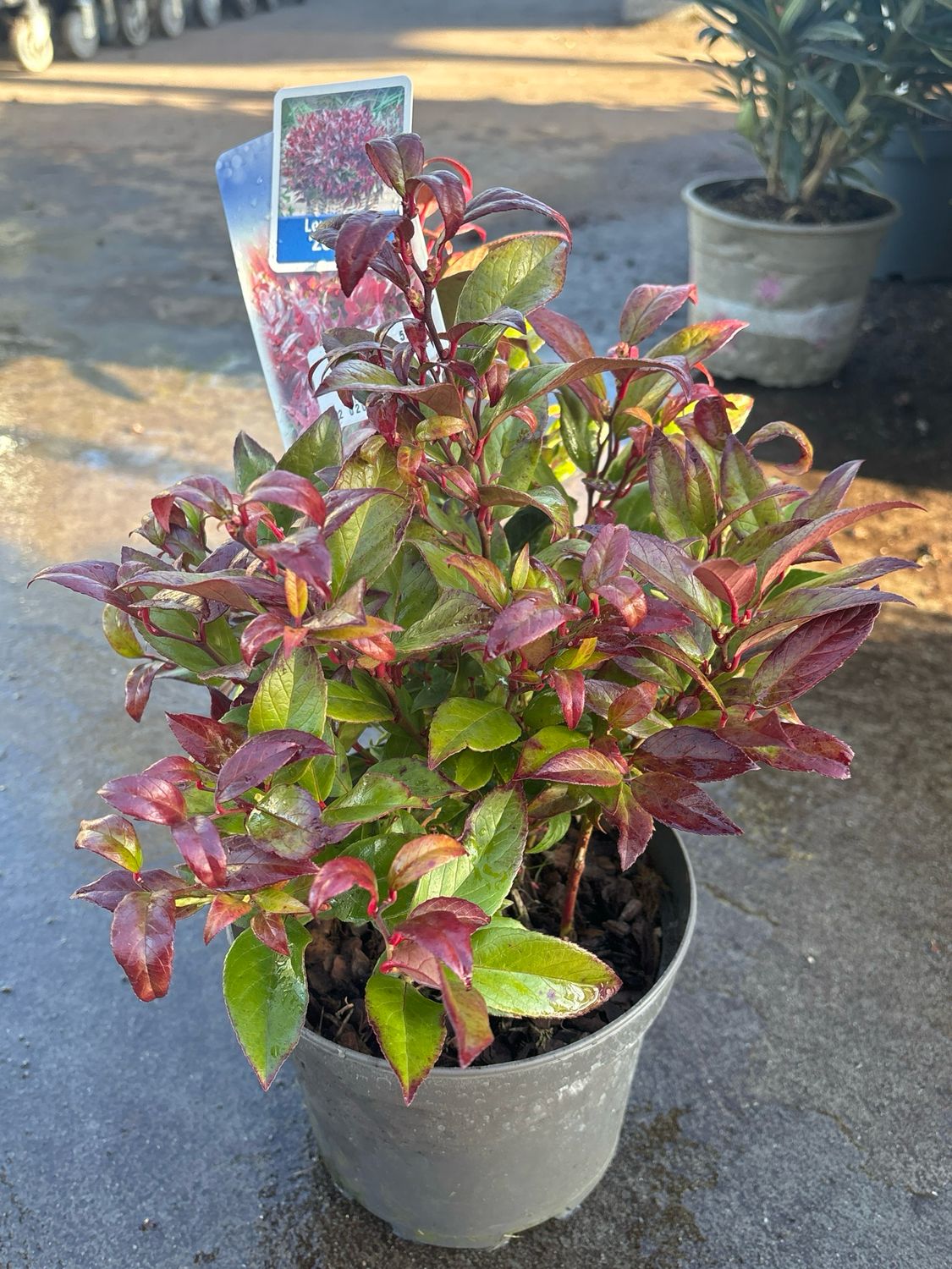 Leucothoë Zeblid (Druifheide) OP=OP