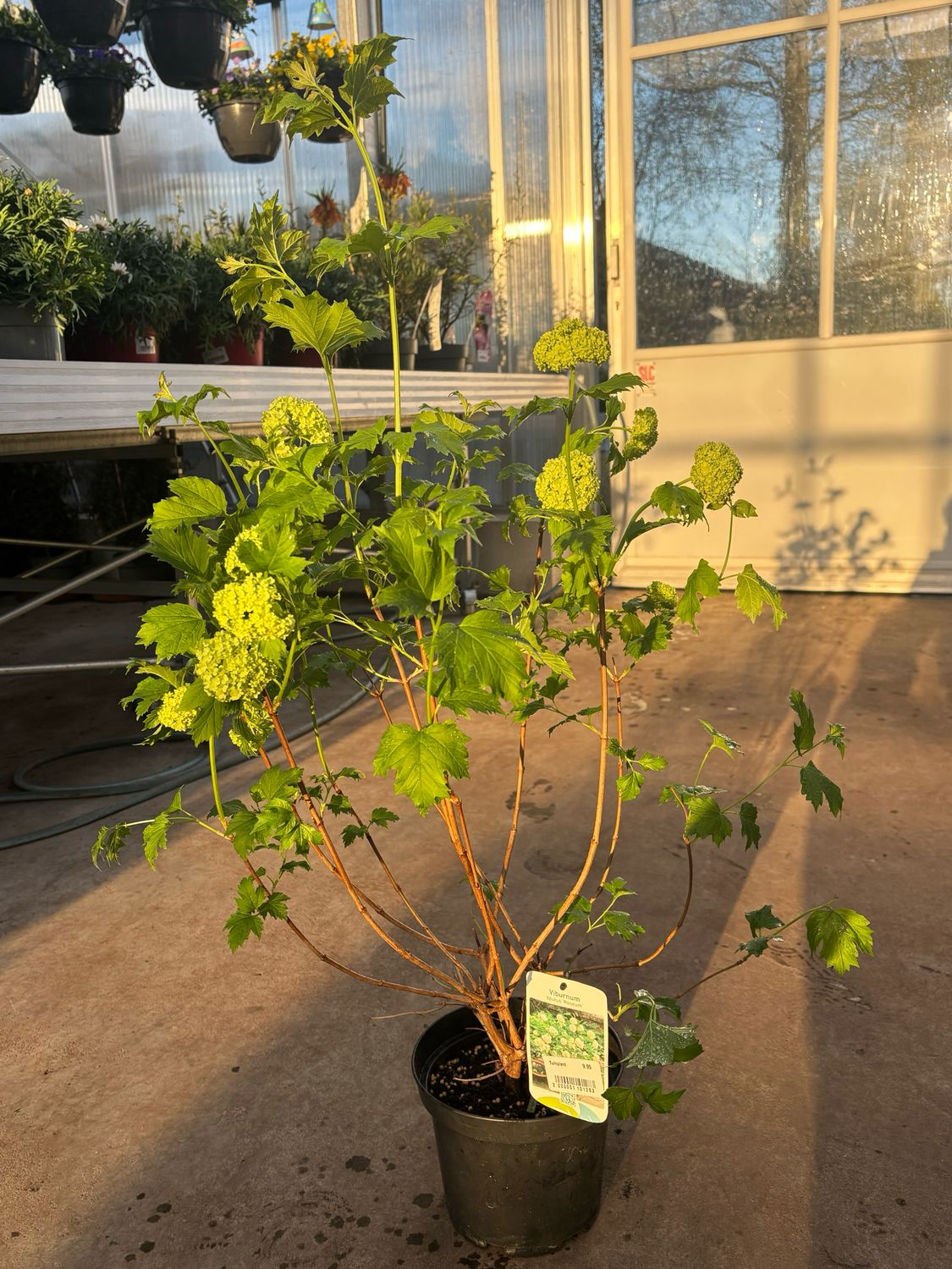 Viburnum opulus Roseum (Sneeuwbal) OP=OP