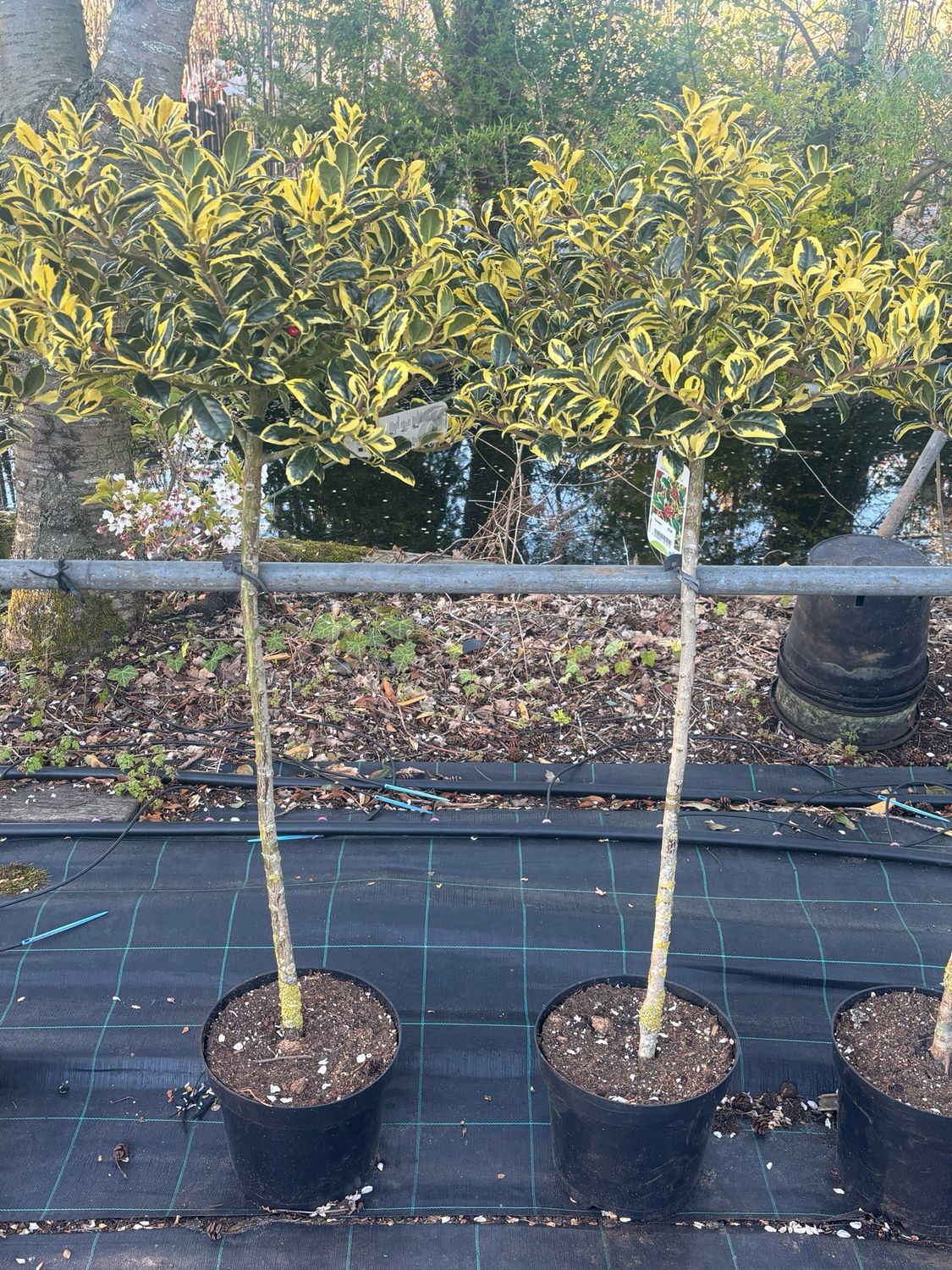 Ilex ‘Rubricaulis Aurea’ en Ilex ‘Golden van Tol’ (Hulst op stam) OP=OP