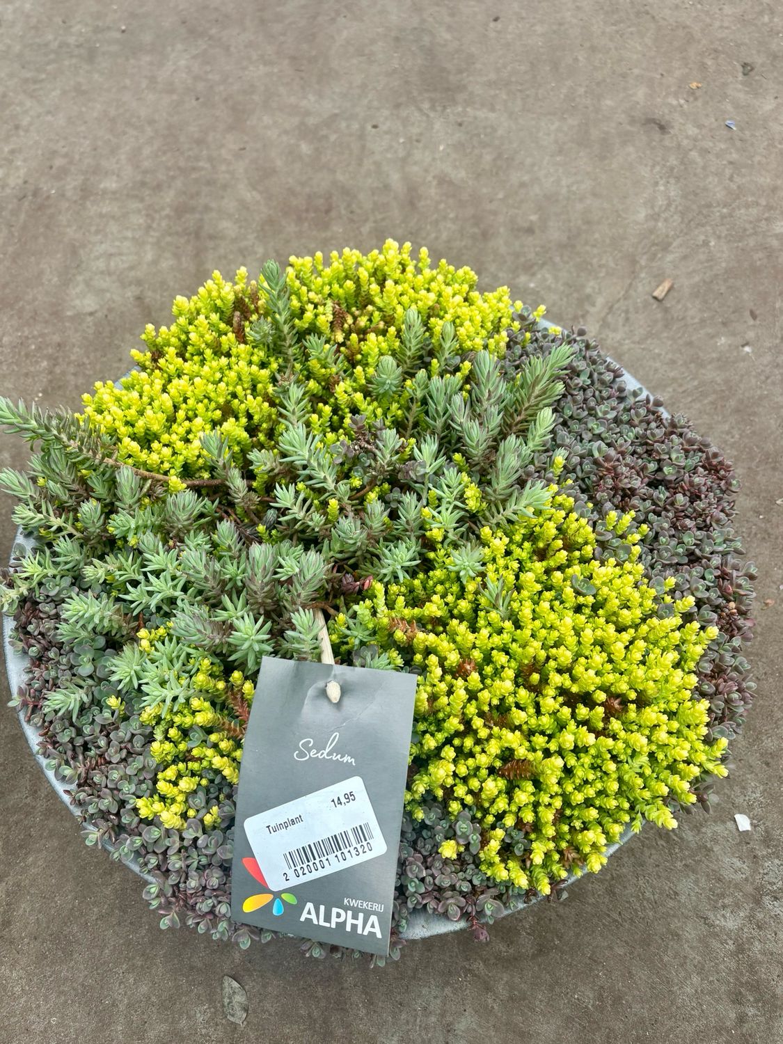 Rotsplant (Sedum) schaal OP=OP