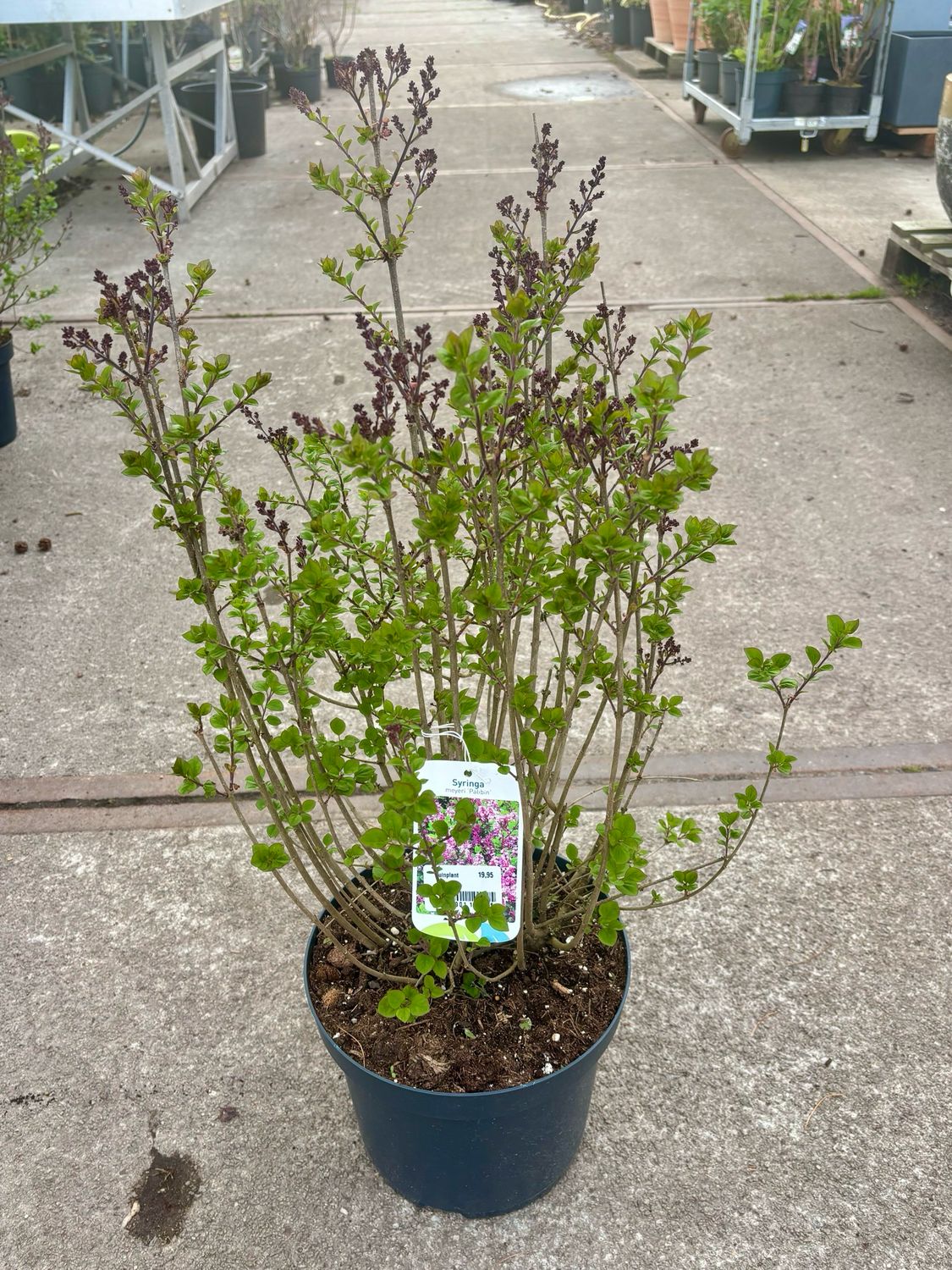 Syringa meyeri ‘Palibin’ (Sering paars  ) verschillende soorten OP=OP