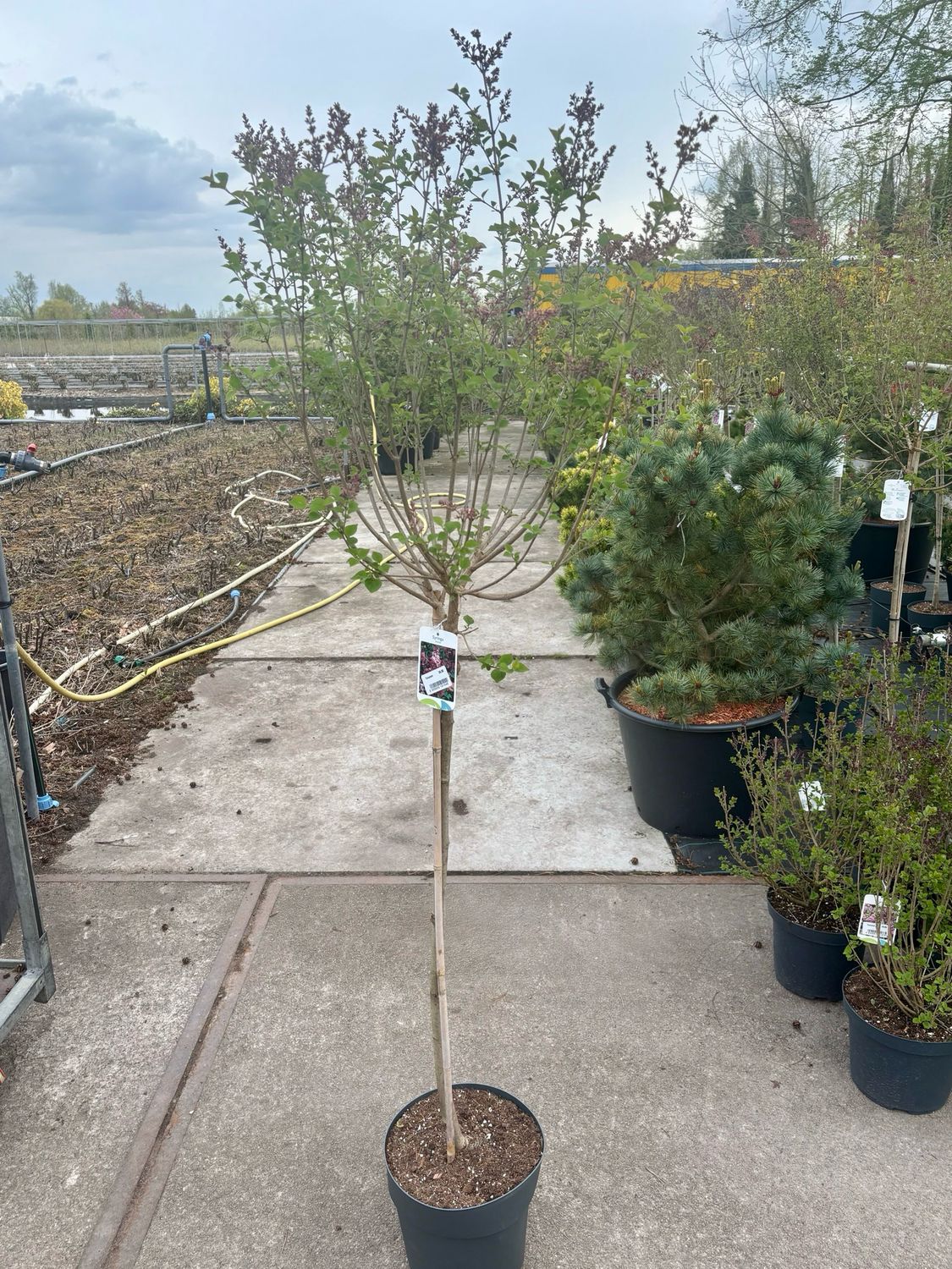 Syringa  (Sering Paars  op stam) verschillende soorten  OP=OP