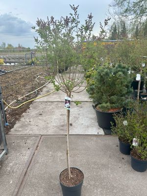 Syringa  (Sering Paars  op stam) verschillende soorten  OP=OP