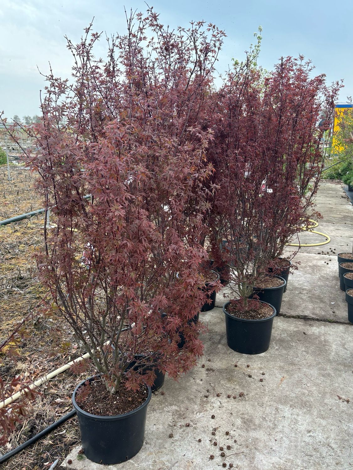 Acer Skeeters Broom (Japanse Esdoorn)