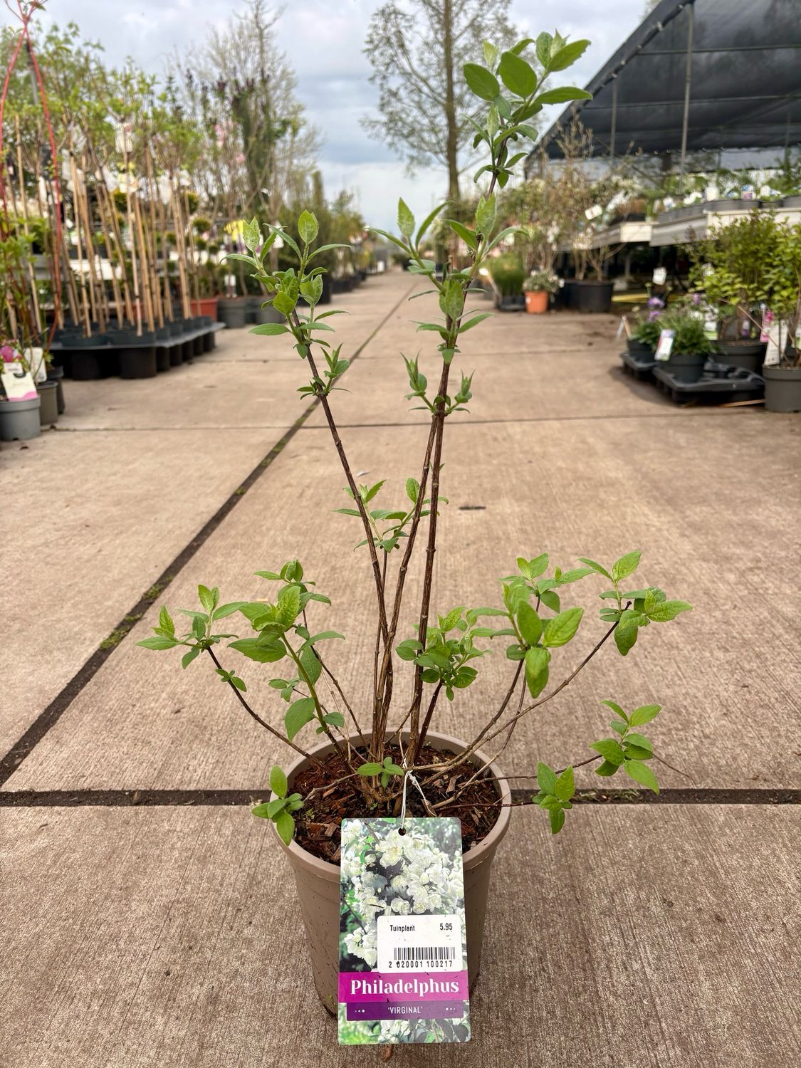 Philadelphus 'Virginal' (Boerenjasmijn) OP=OP