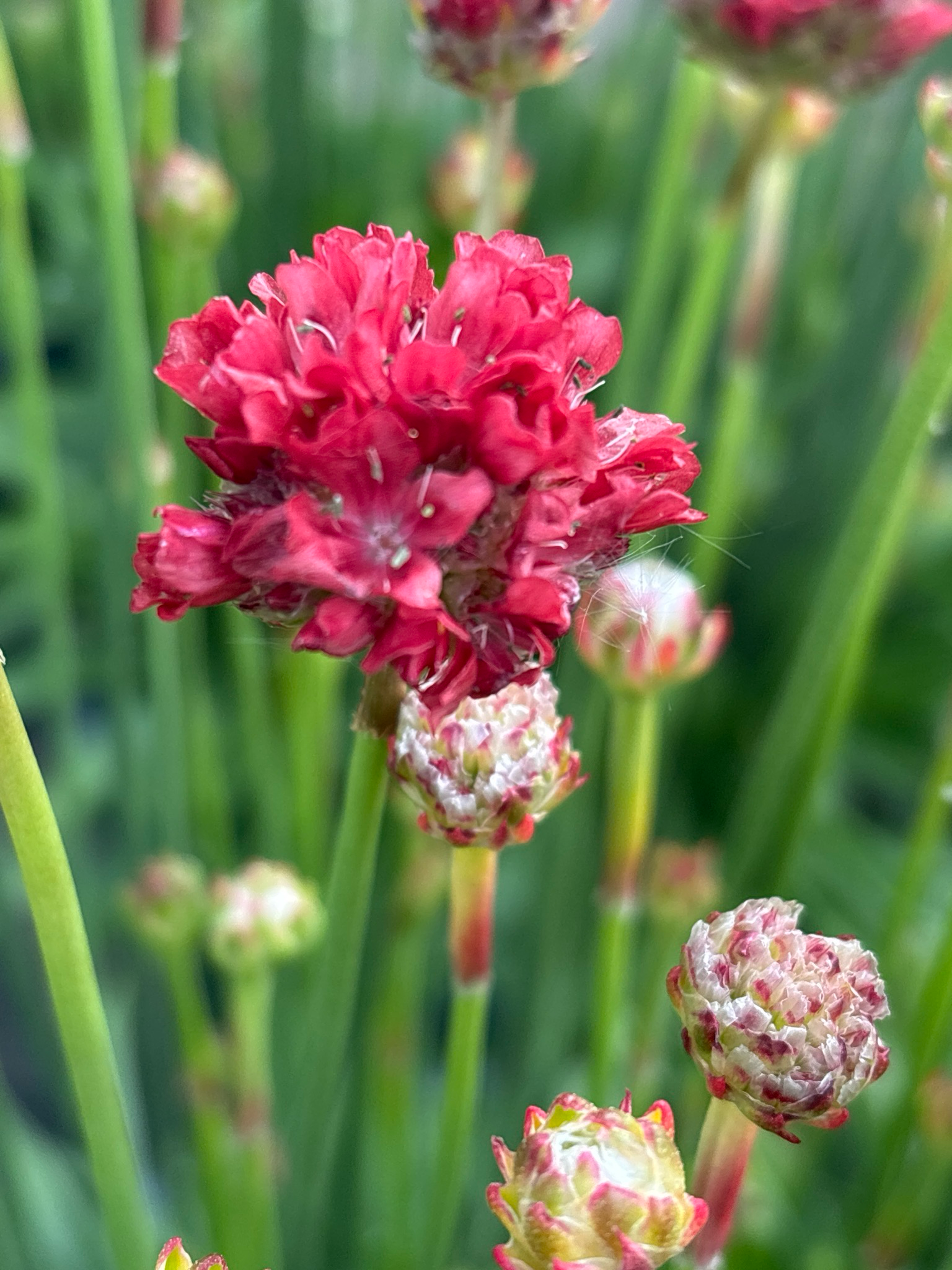 Armeria (Engels gras rood ) OP=OP