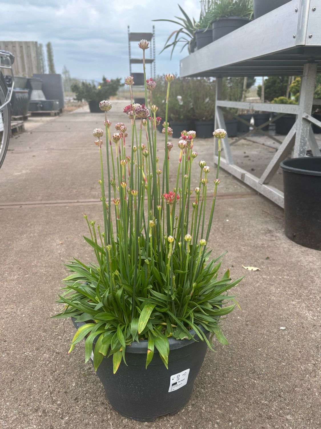 Armeria (Engels gras rood ) OP=OP
