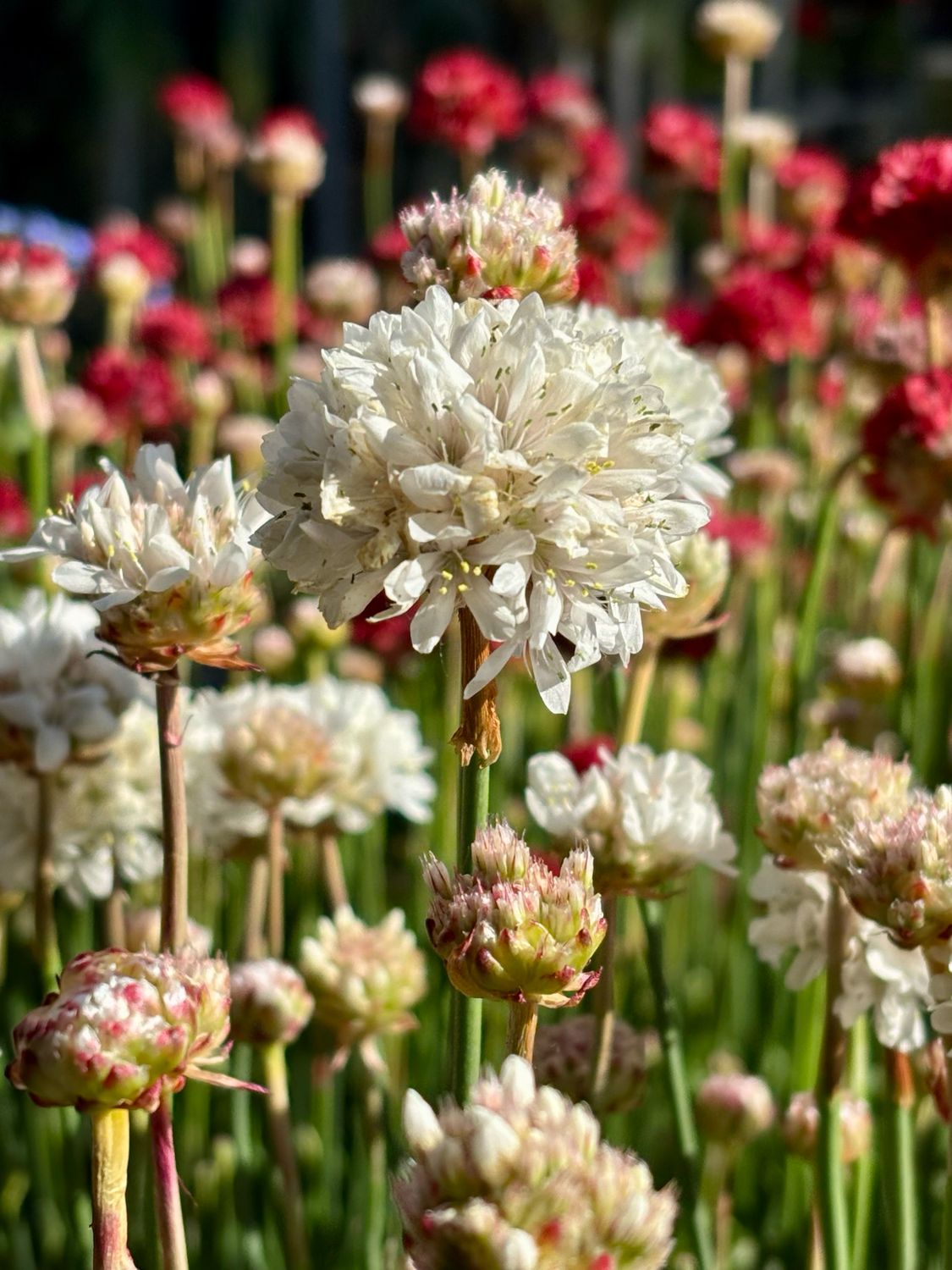 Armeria (Engels gras rood en wit ) OP=OP Armeria (Engels gras rood en wit ) OP=OP