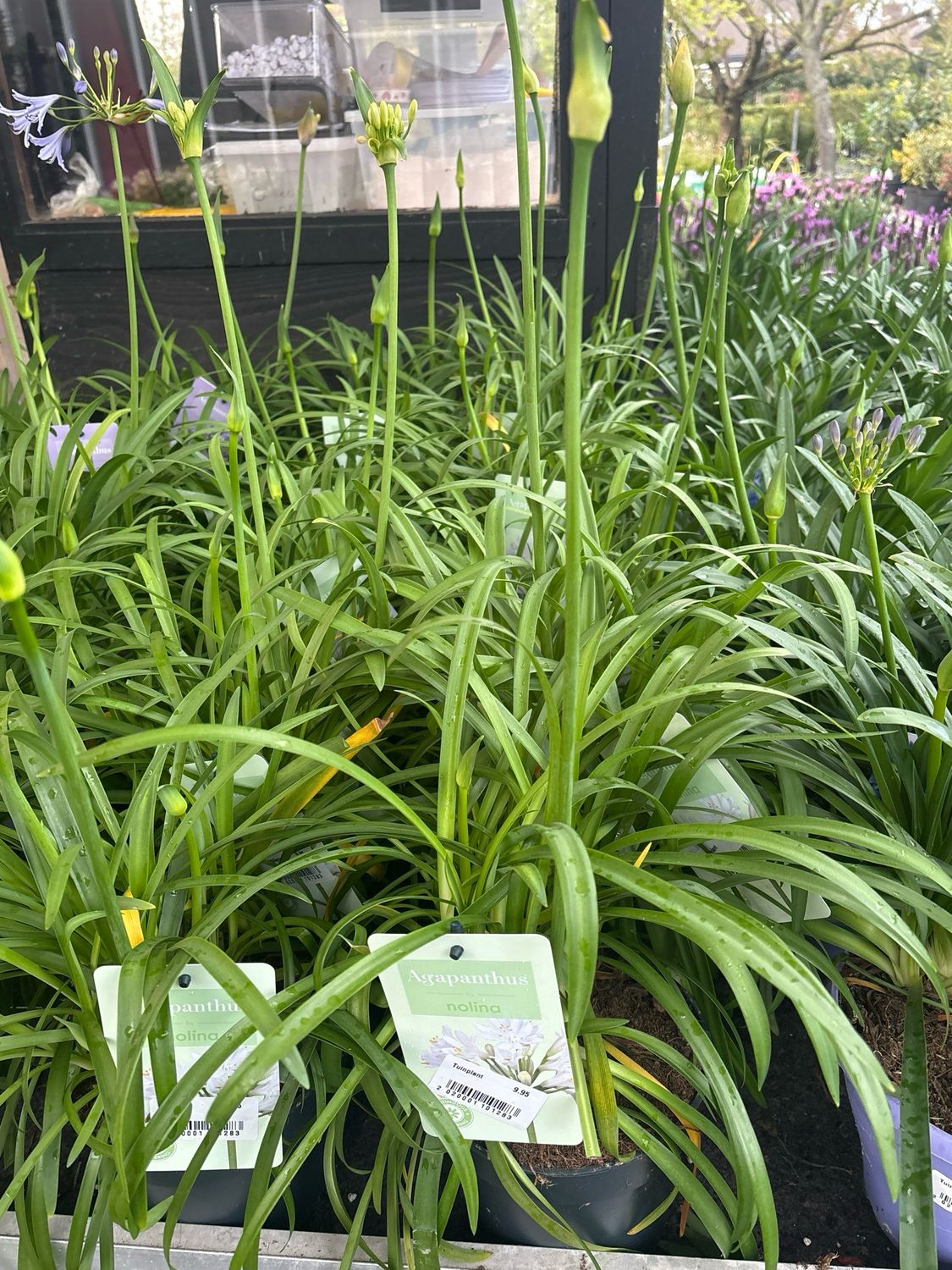 Agapanthus by Nolina (Afrikaanse Lelie wit ) OP=OP