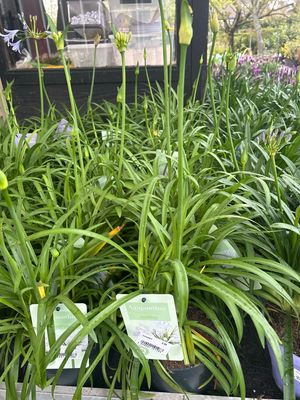 Agapanthus by Nolina (Afrikaanse Lelie wit ) OP=OP