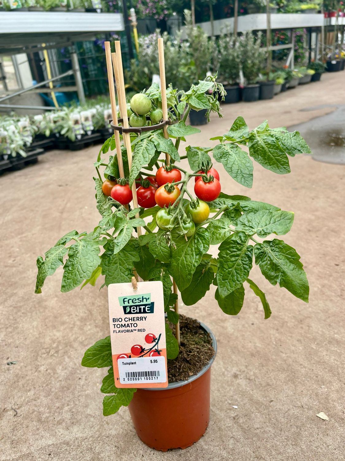 Tomaten plant (Tomaat) OP=OP