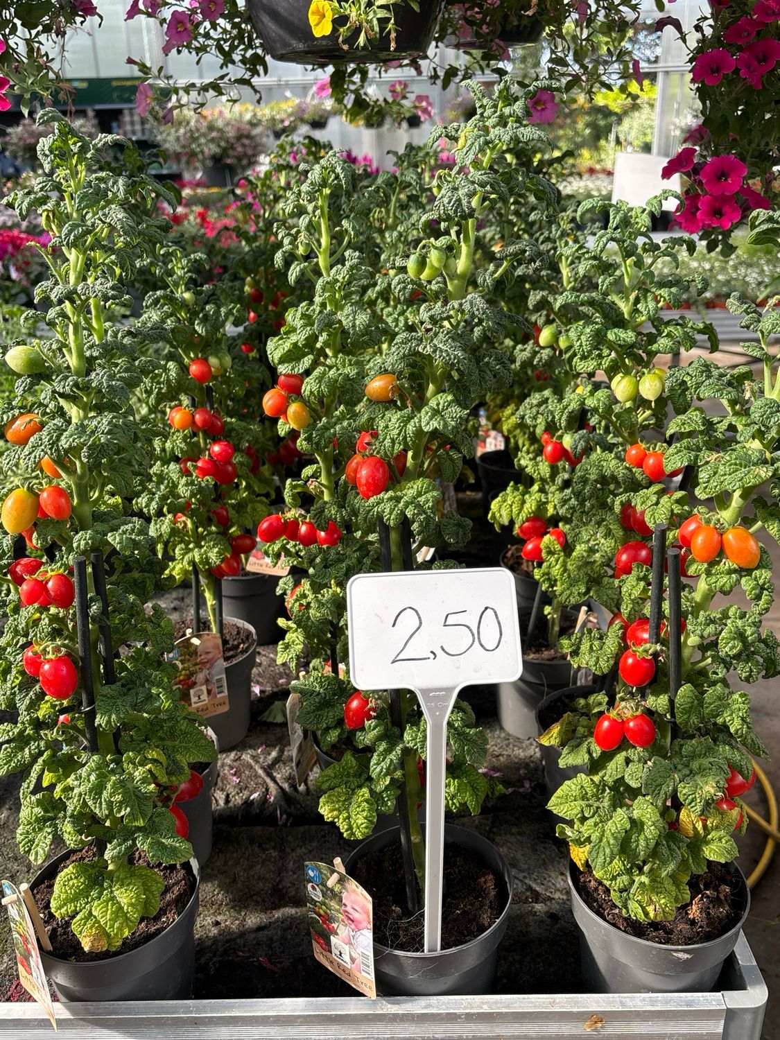 Tomaten plant (Tomaat) OP=OP