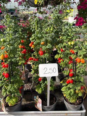 Tomaten plant (Tomaat) OP=OP Tomaten plant (Tomaat) OP=OP