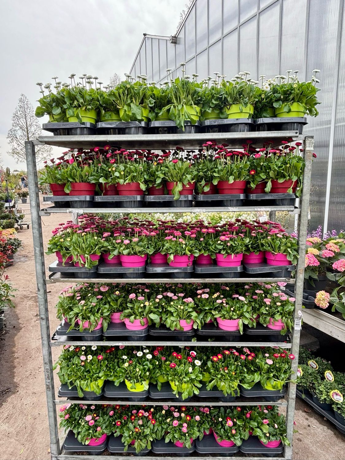 Bellis (Madeliefje) OP=OP